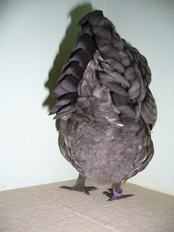 Muenster 2008 649.jpg - Austalorps blaugesäumt von Angelo Dasbeck Preis Hv96 E